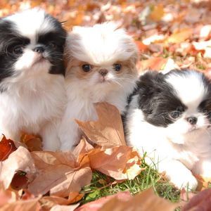 Meet your Posher, Jacqueline